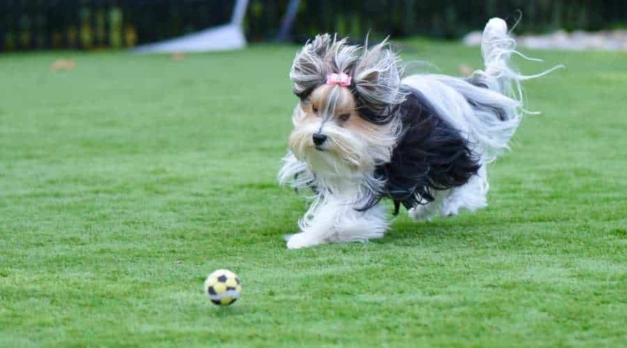 Biewer Yorkshire Terrier running after a yellow soccer ball on green artificial grass