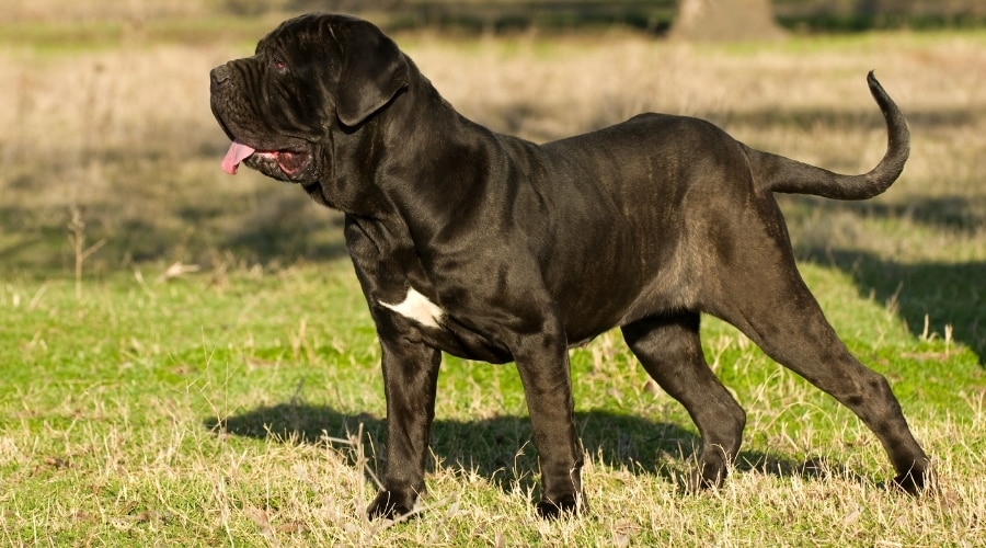 Big Black Dog Standing in Field