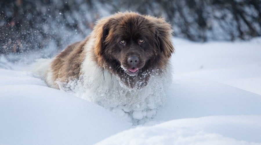 Big Borwn and White Fluffy Dog in Snow
