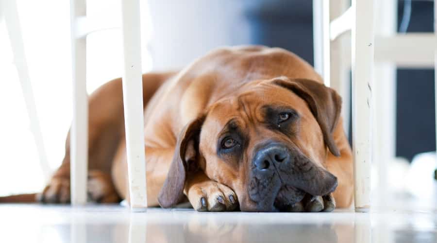 Big Brown Dog Laying Under Chair