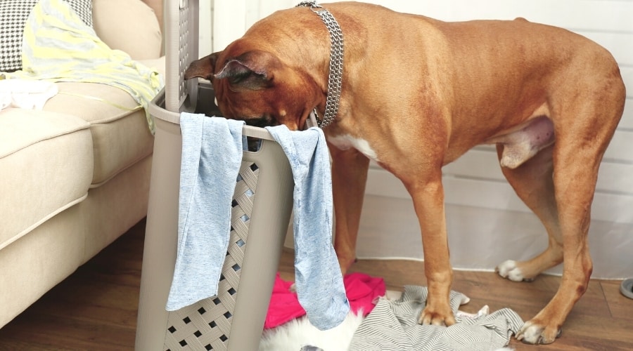 Big Brown Dog With Head in Laundry Basket