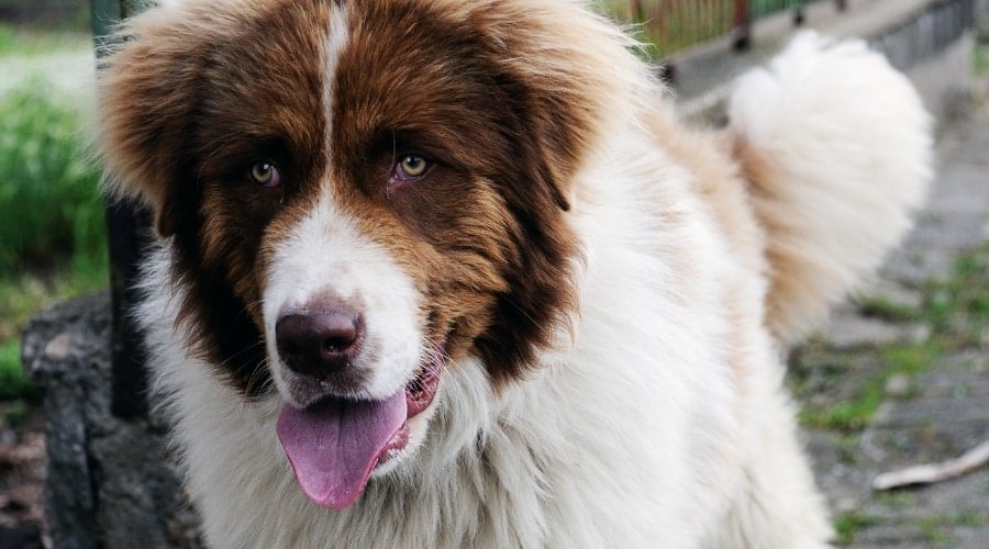 Big Brown and White Fluffy Dog