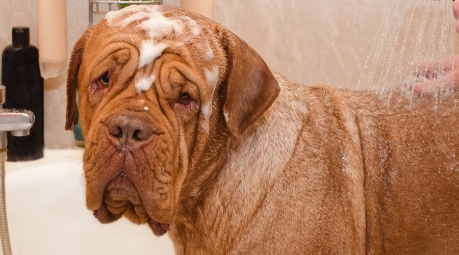 Big Dog Getting Bathed