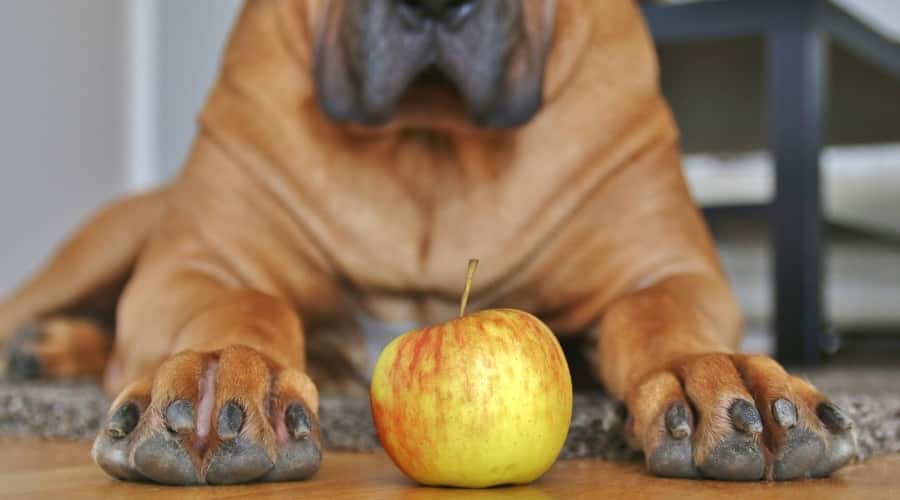 Big Dog Laying in Front of an Apple