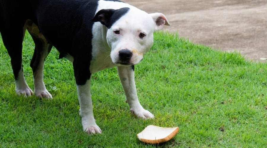 Big Dog and Bread