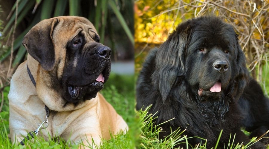 Big Dogs Sitting in Grass