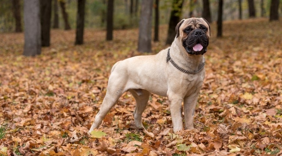 Big Fawn Colored Dog Outdoors Training