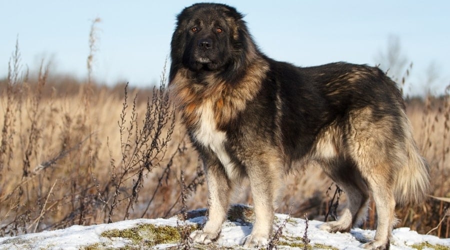 Big Fluffy Black and Tan Dog in Field
