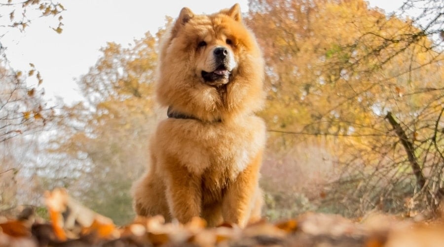 Big Fluffy Chinese Breed Outdoors in Training