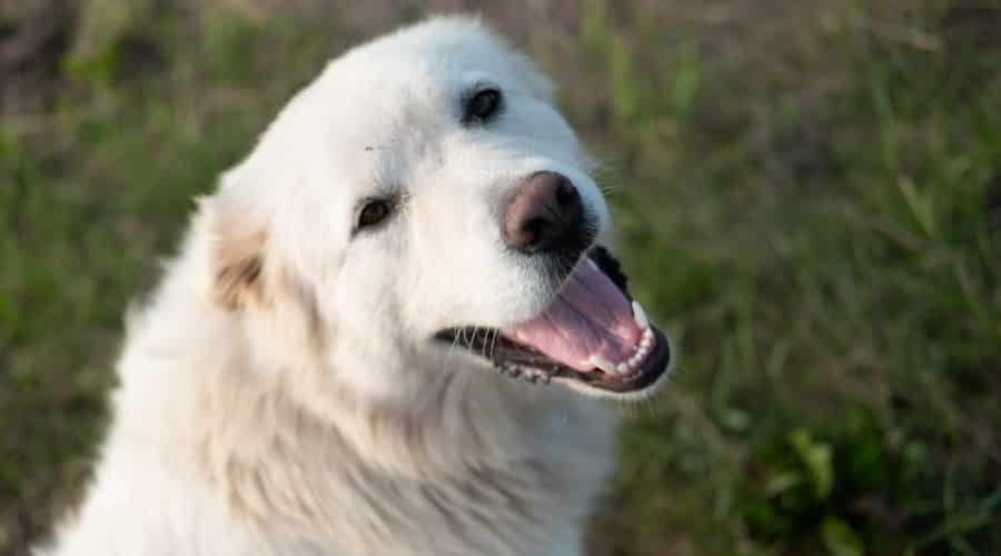 Big Fluffy Dog Looking at Camera