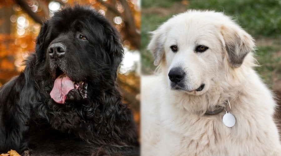 Big Fluffy Dogs Outdoors Laying in Leaves