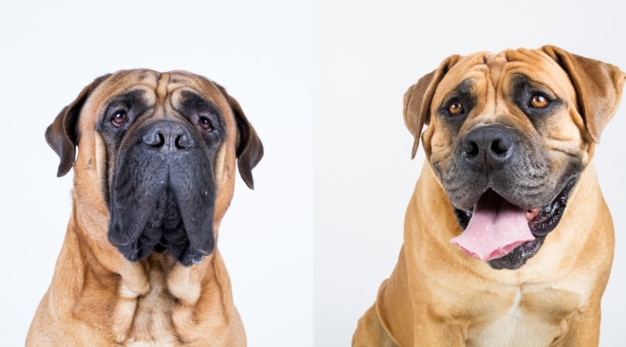 Big Molosser Dogs