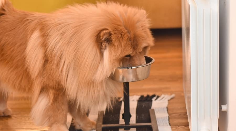 Big Red Fluffy Dog Eating Food