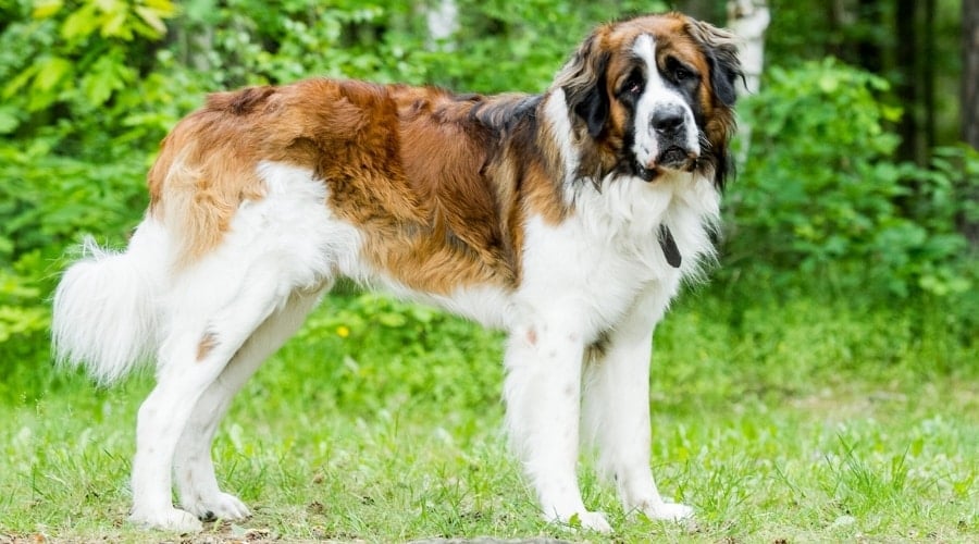 Big Red White and Black Dog Standing in Grass