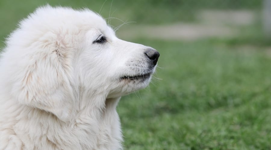 Big White Dog in Training