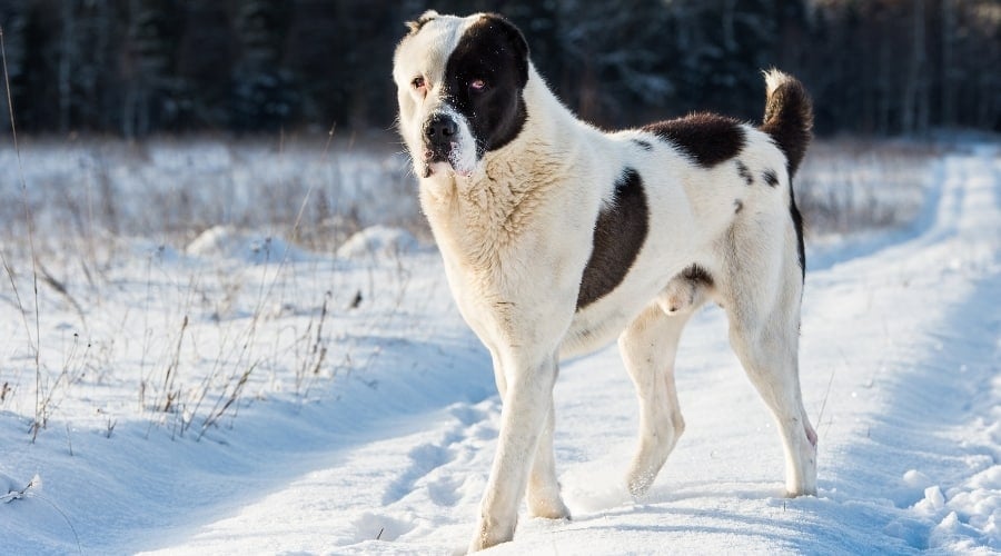 Big White Dog with Black Spots Walking in Snow