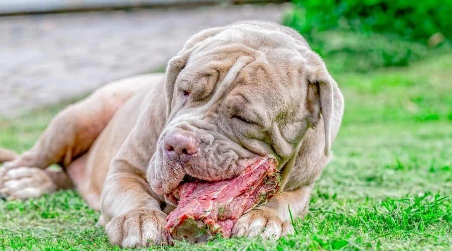 Big Wrinkly Dog Gnawing on a Bone