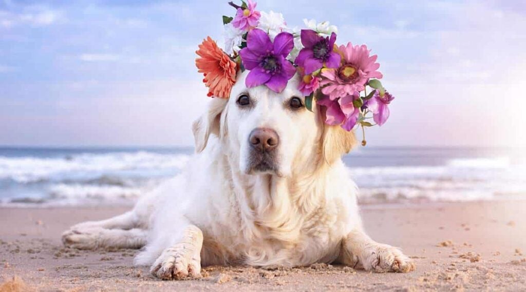 Big white dog lying on the beach with pink flower crown on head