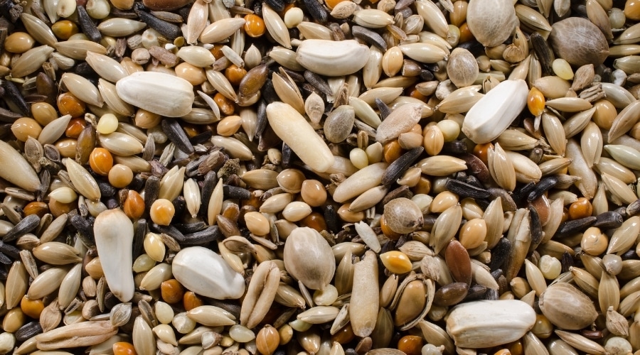 Bird Feed Close Up