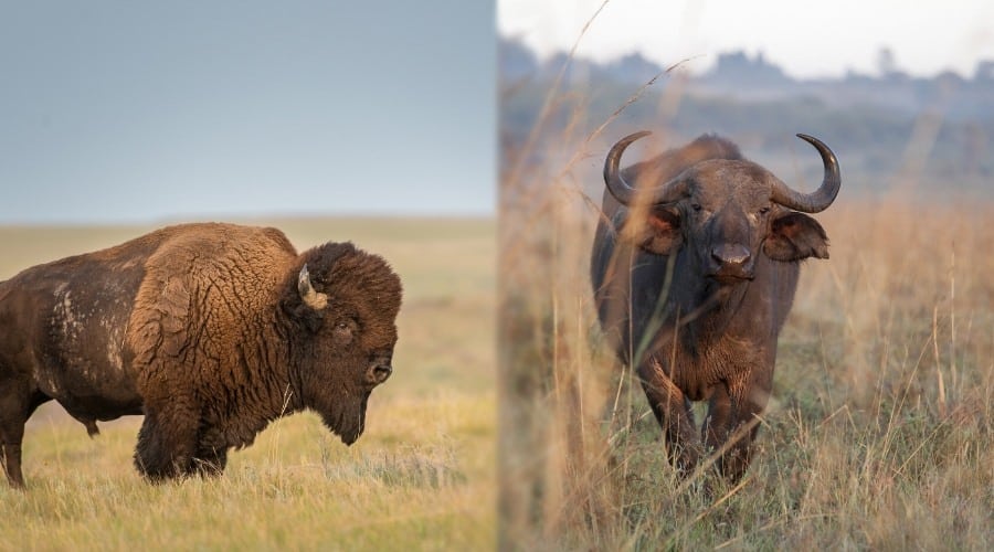 Bison vs Buffalo in Food