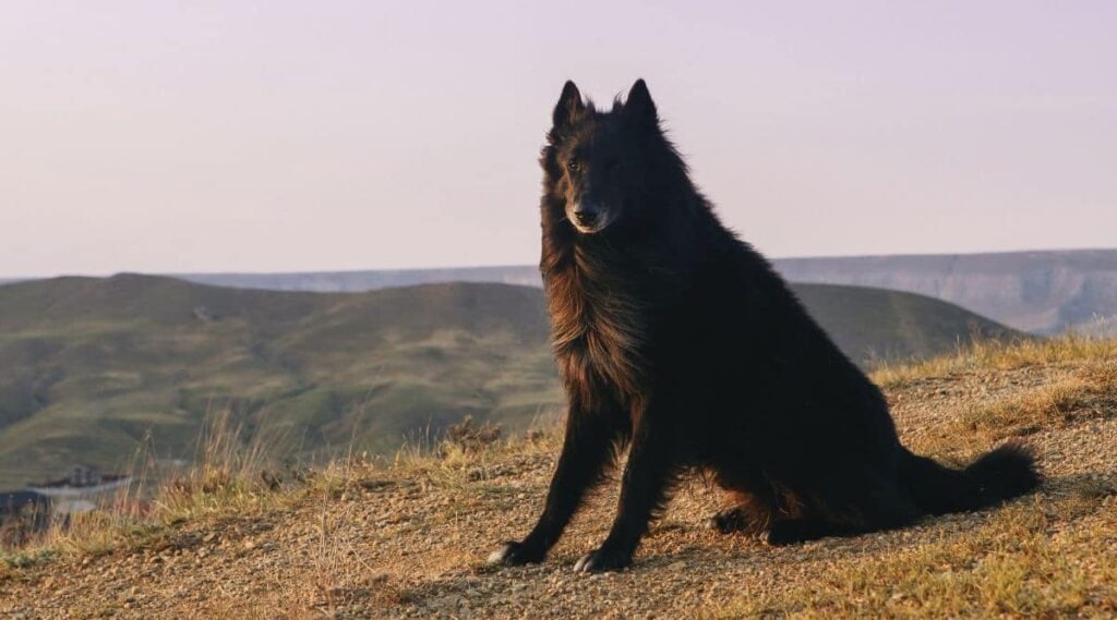 Black Australian Shepherd sitting outside