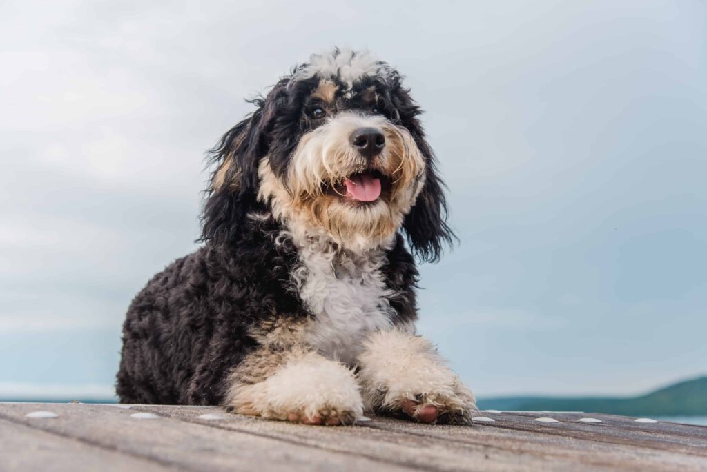 Tri Colored Dog Sitting on the Dock