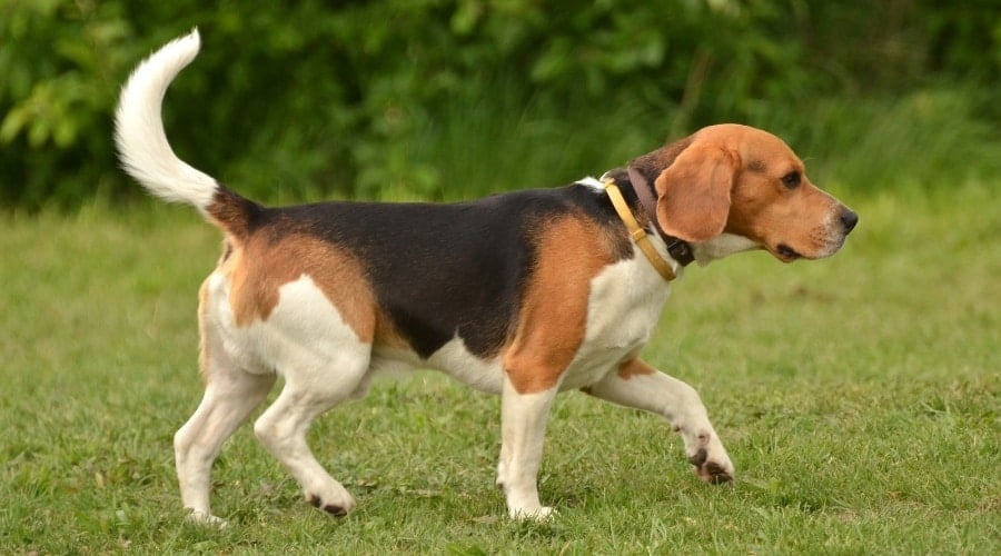 Black, Brown, and White Dog Walking in Grass