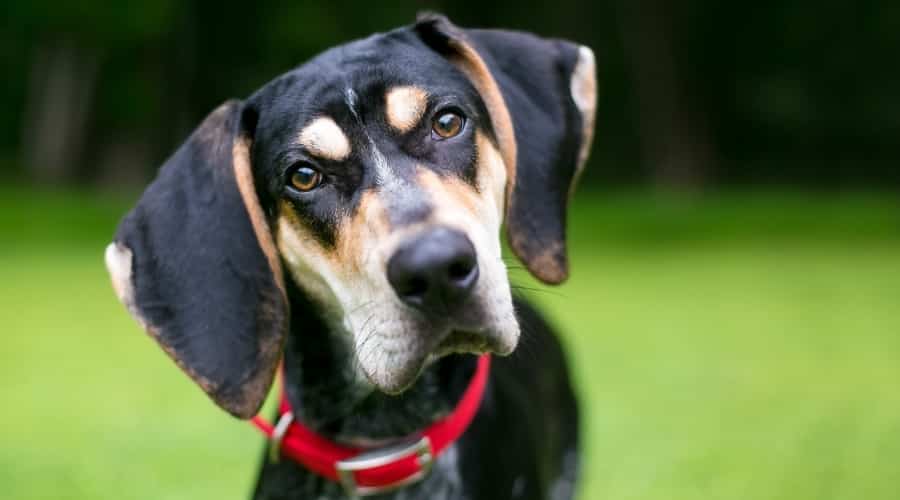 Black, Brown and White Spotted Dog Tilting Head