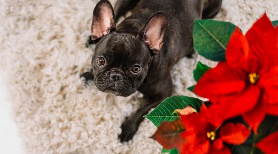 Black Bulldog Looking at Red Flowers