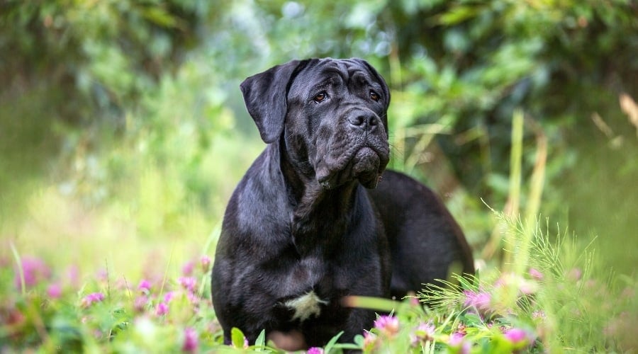 Black Cane Corso Outdoors