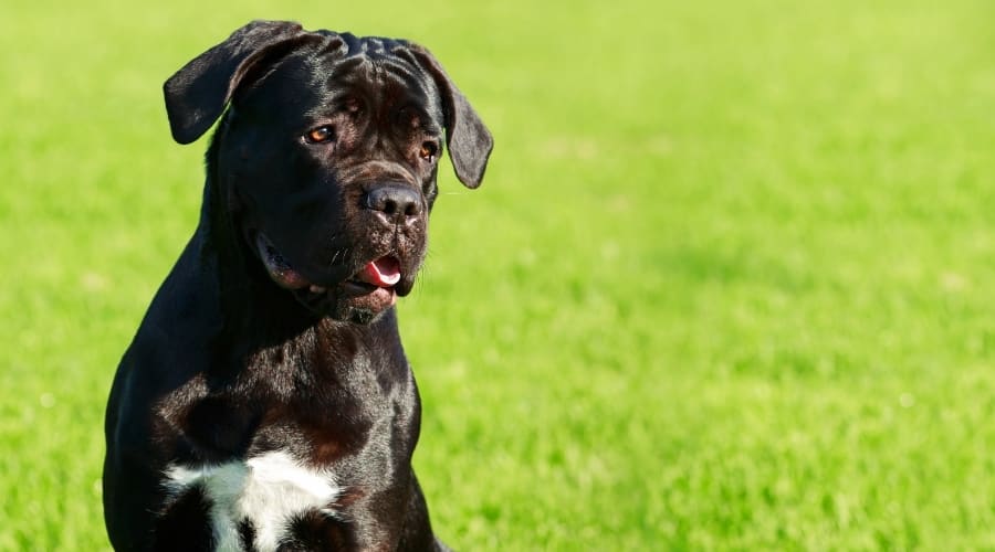 Black Cane Corso Puppy