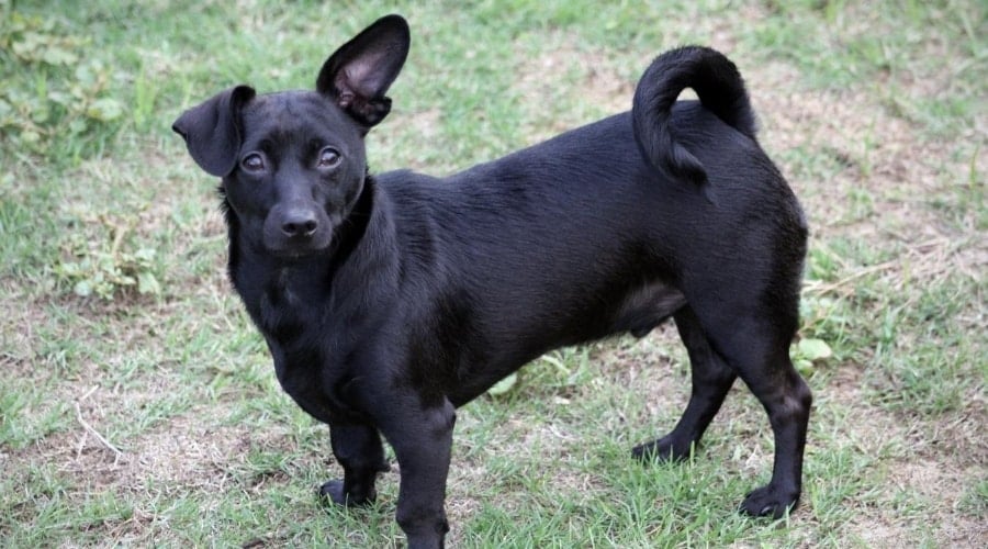 Black Chihuahua Dachshund Mix Dog
