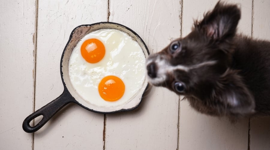 Black Chihuahua With Pan of Breakfast Food