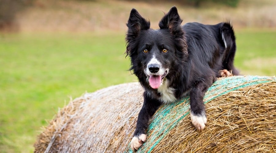 Border Collie on Hay
