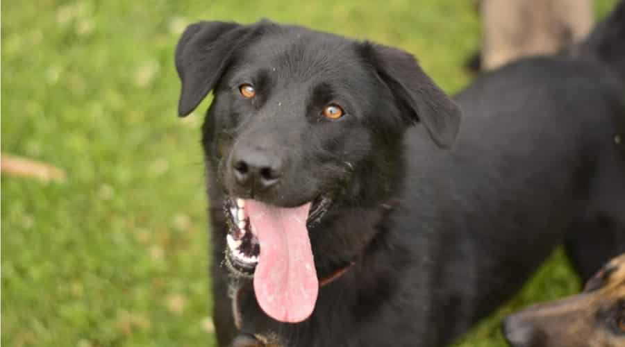Black Corgi Lab mix