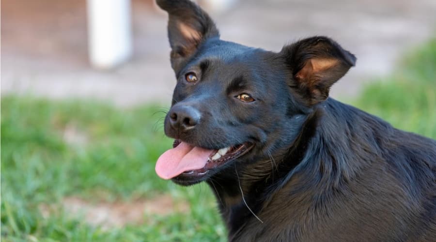 Black Corgido laying in grass