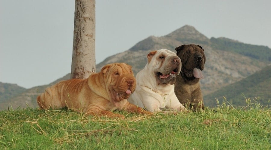 Black, Cream, and Apricot Dogs Outdoors