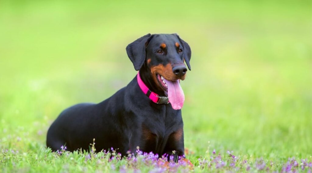 Doberman standing in grass field.