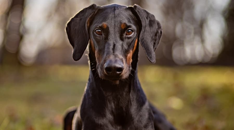 Black Doberman Pinscher Dog
