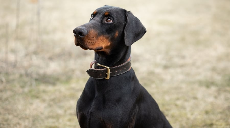 Black Doberman Pinscher Looking at Camera