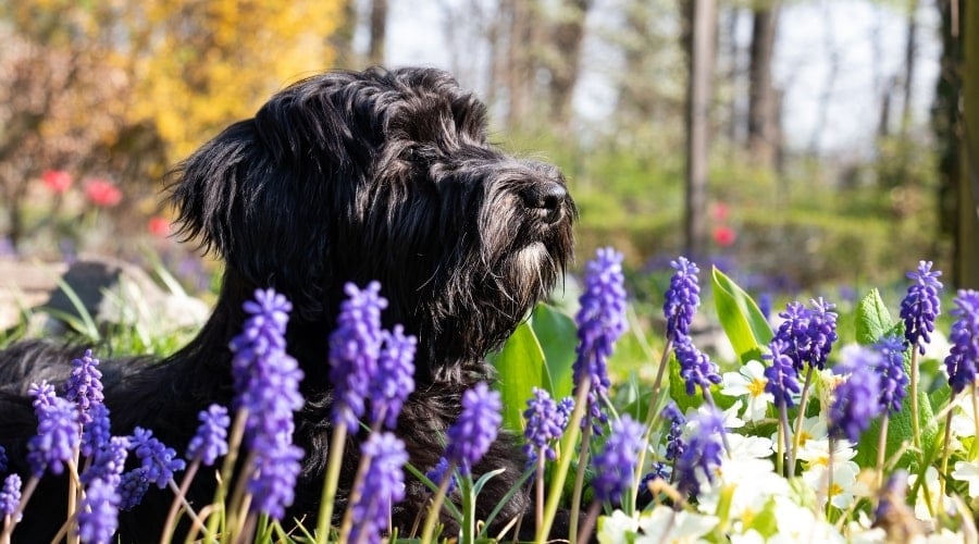 Black Dog Among Purple Flowers