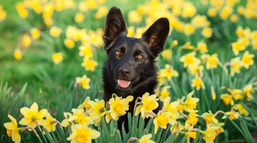 Black Dog Among Yellow Flowers