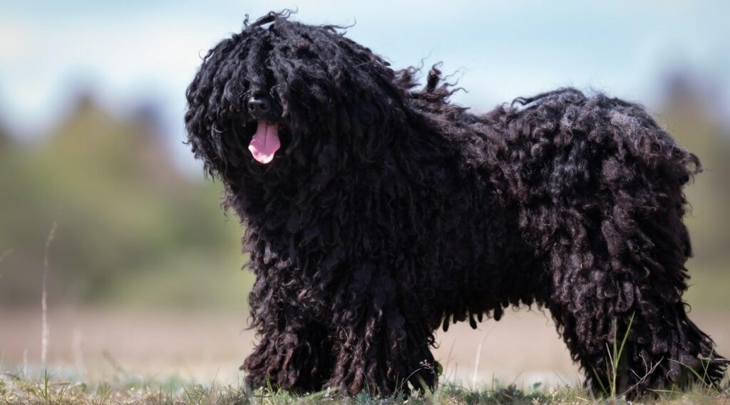 Puli dog outside.