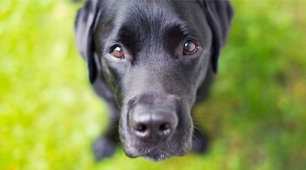 A black Labrador Retriever mix looking longingly into the camera.