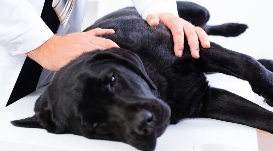 Black dog examined by veterinarian.