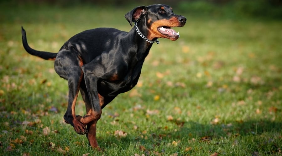 Black Dog Exercising Outdoors