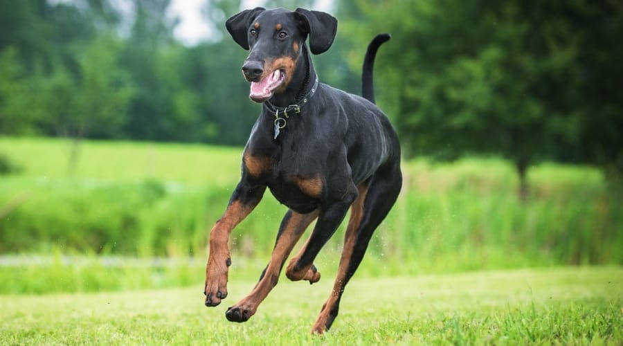 Black Dog Exercising in Grass at Park