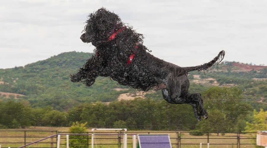Black Dog Jumping in Water