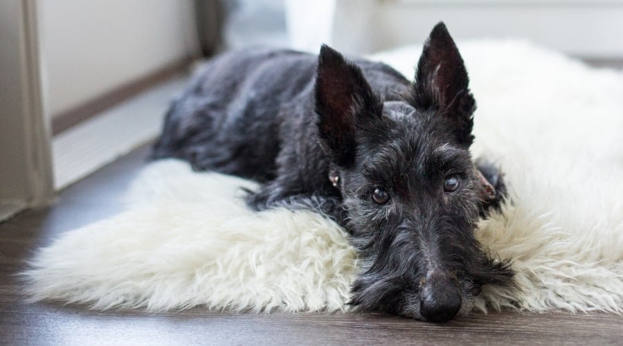 Black Scottish Terrier Laying on Rug