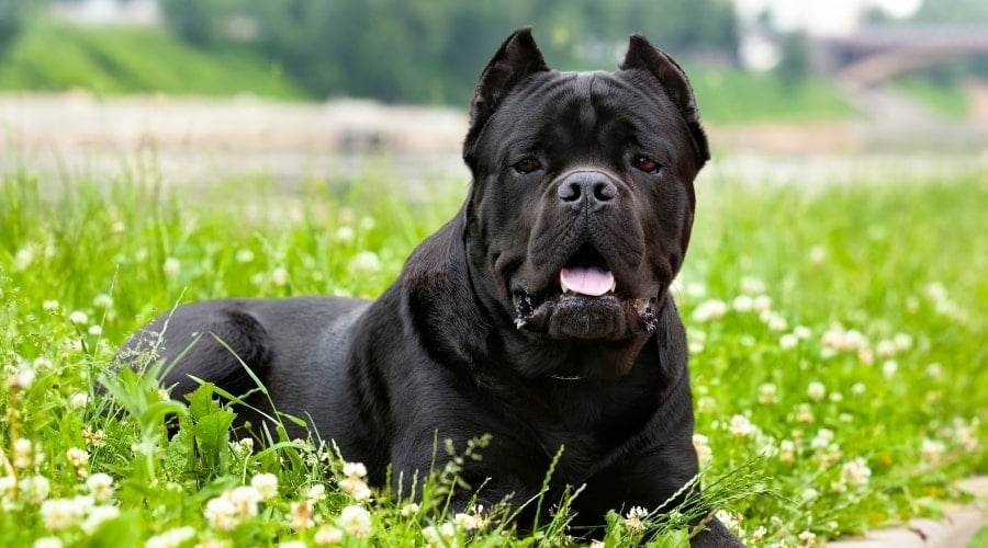 Black Dog Looking at Camera